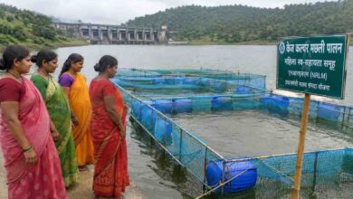 Betul Cage Culture Fish Farming: बैतूल में पहली बार होगी केज कल्चर से मछली पालन की शुरुआत, महिलाओं को मिलेगा नया रोजगार