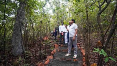 Kukru Eco Tourism: मानसून में स्वर्ग बना बैतूल का कुकरू, कॉफी बागानों और हरियाली से जीत रहा पर्यटकों का दिल