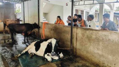 Dugdh Samriddhi Sampark Abhiyan: दुग्ध समृद्धि संपर्क अभियान: नस्ल सुधार, मिनरल मिक्सचर और टीकाकरण पर विशेष फोकस