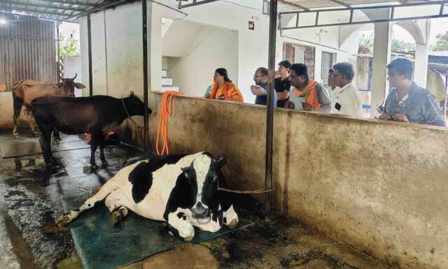 Dugdh Samriddhi Sampark Abhiyan: दुग्ध समृद्धि संपर्क अभियान: नस्ल सुधार, मिनरल मिक्सचर और टीकाकरण पर विशेष फोकस
