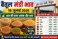Betul Mandi Bhav 16 July: बैतूल मंडी 16 जुलाई 2026: गेहूं की सबसे ज्यादा आवक, जानें सोयाबीन से लेकर तुअर तक के ताजा भाव