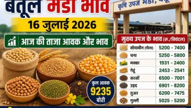 Betul Mandi Bhav 16 July: बैतूल मंडी 16 जुलाई 2026: गेहूं की सबसे ज्यादा आवक, जानें सोयाबीन से लेकर तुअर तक के ताजा भाव