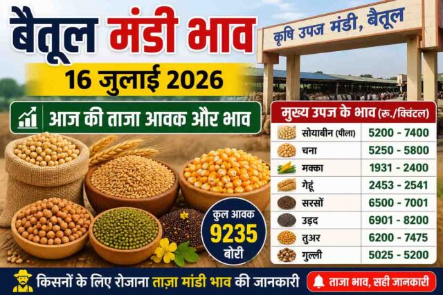 Betul Mandi Bhav 16 July: बैतूल मंडी 16 जुलाई 2026: गेहूं की सबसे ज्यादा आवक, जानें सोयाबीन से लेकर तुअर तक के ताजा भाव