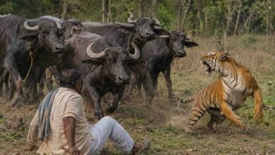 Bandhavgarh Tiger Reserve: बाघिन ने चरवाहे पर किया हमला, भैंसों ने दौड़कर बचाई जान; एमपी में सामने आया अनोखा वाकया