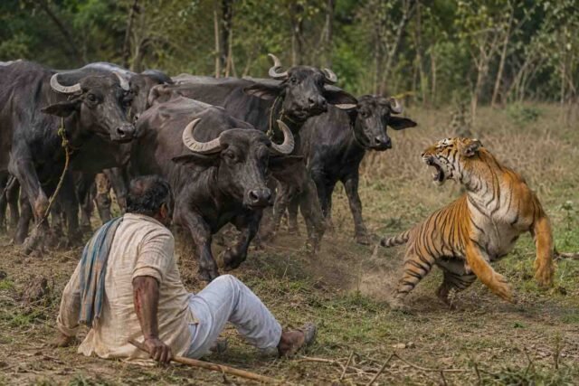 Bandhavgarh Tiger Reserve: बाघिन ने चरवाहे पर किया हमला, भैंसों ने दौड़कर बचाई जान; एमपी में सामने आया अनोखा वाकया