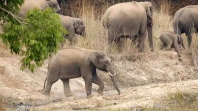 Wild Elephants in Madhya Pradesh: बांधवगढ़ से ब्यौहारी तक हाथियों का डेरा, MP के जंगलों में बढ़ रही जंगली हाथियों की संख्या