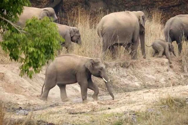 Wild Elephants in Madhya Pradesh: बांधवगढ़ से ब्यौहारी तक हाथियों का डेरा, MP के जंगलों में बढ़ रही जंगली हाथियों की संख्या