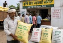 Subsidy Fertilizer Madhya Pradesh: यूरिया-DAP के लिए इंतजार खत्म! सोमवार से किसानों को मिलने लगेगी सब्सिडी वाली खाद