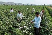 HD Cotton Farming: एमपी में कपास की खेती का बदला तरीका, HD Technology से लागत घटने और कमाई बढ़ने की उम्मीद