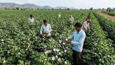 HD Cotton Farming: एमपी में कपास की खेती का बदला तरीका, HD Technology से लागत घटने और कमाई बढ़ने की उम्मीद