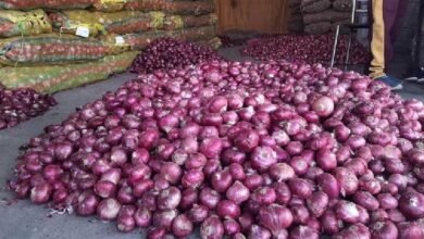 Onion Price Hike: जमाखोरी और निर्यात ने बढ़ाई प्याज की कीमतें, अक्टूबर से पहले राहत के आसार नहीं