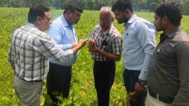 Betul Soybean Crop: पीला मोजेक नहीं सोयाबीन में फैला जड़ सड़न रोग, कृषि विभाग की टीम ने किया खेतों का निरीक्षण