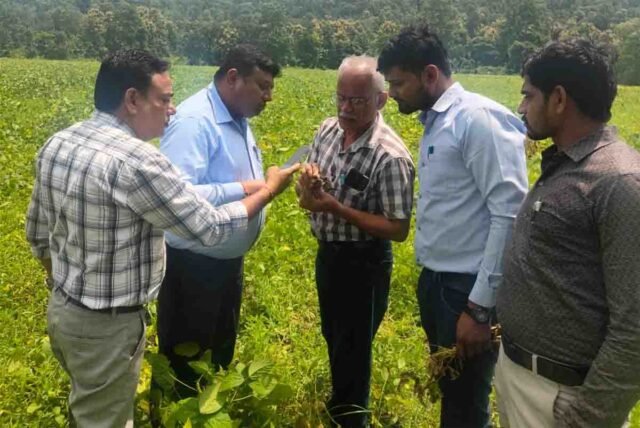 Betul Soybean Crop: पीला मोजेक नहीं सोयाबीन में फैला जड़ सड़न रोग, कृषि विभाग की टीम ने किया खेतों का निरीक्षण