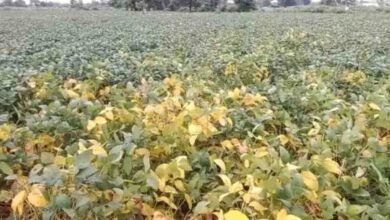 Betul Soybean Disease: किसानों के लिए बड़ी खबर: बैतूल जिले में 28 सितंबर से सोयाबीन फसलों का सर्वे, पीला मोजेक रोग का होगा आंकलन
