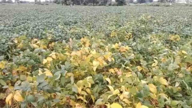 Betul Soybean Disease: किसानों के लिए बड़ी खबर: बैतूल जिले में 28 सितंबर से सोयाबीन फसलों का सर्वे, पीला मोजेक रोग का होगा आंकलन