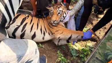 Amravati Tigress Captured: अमरावती और बैतूल में दहशत फैलाने वाली आदमखोर बाघिन पकड़ी गई, वन विभाग ने डार्ट मारकर किया अचेत