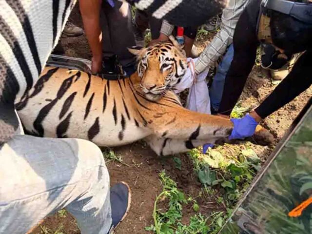 Amravati Tigress Captured: अमरावती और बैतूल में दहशत फैलाने वाली आदमखोर बाघिन पकड़ी गई, वन विभाग ने डार्ट मारकर किया अचेत