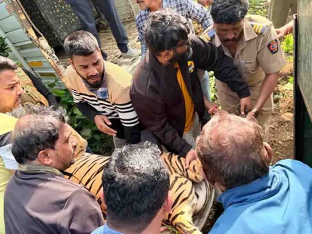 Amravati Tigress Captured: अमरावती और बैतूल में दहशत फैलाने वाली आदमखोर बाघिन पकड़ी गई, वन विभाग ने डार्ट मारकर किया अचेत