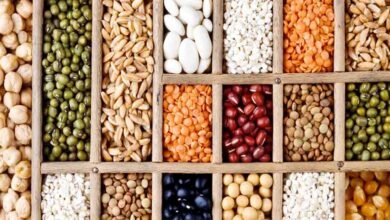 New Seed Act: नकली बीजों का खेल खत्म: शिवराज सिंह चौहान ला रहे नया 'सीड एक्ट', किसान संगठनों संग बड़ी बैठक