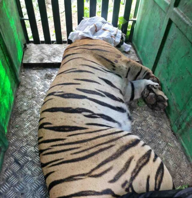 Amravati Tigress Captured: अमरावती और बैतूल में दहशत फैलाने वाली आदमखोर बाघिन पकड़ी गई, वन विभाग ने डार्ट मारकर किया अचेत