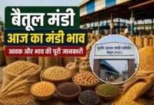 Betul Mandi Bhav: बैतूल मंडी भाव 05 सितंबर: मक्का और सरसों के दामों में उछाल, चेक करें फसलों के न्यूनतम और उच्चतम रेट