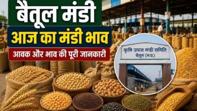 Betul Mandi Bhav: बैतूल मंडी में किस फसल का कितना भाव? यहाँ देखें 2 सितंबर की पूरी आवक-रेट लिस्ट