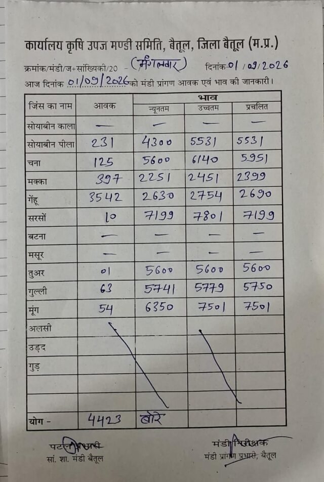 Betul Mandi Bhav: बैतूल मंडी आज के ताजा भाव: 01 सितंबर 2026 को क्या रहे फसलों के रेट? जानें न्यूनतम और उच्चतम भाव