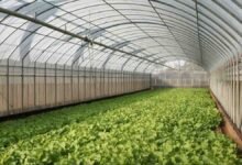 protected cultivation mp: मध्य प्रदेश में किसानों की मौसमी टेंशन होगी खत्म, सरकार दे रही है पचास फीसदी तक मोटी सब्सिडी