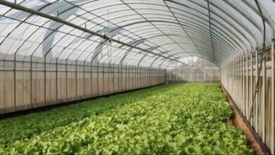 protected cultivation mp: मध्य प्रदेश में किसानों की मौसमी टेंशन होगी खत्म, सरकार दे रही है पचास फीसदी तक मोटी सब्सिडी