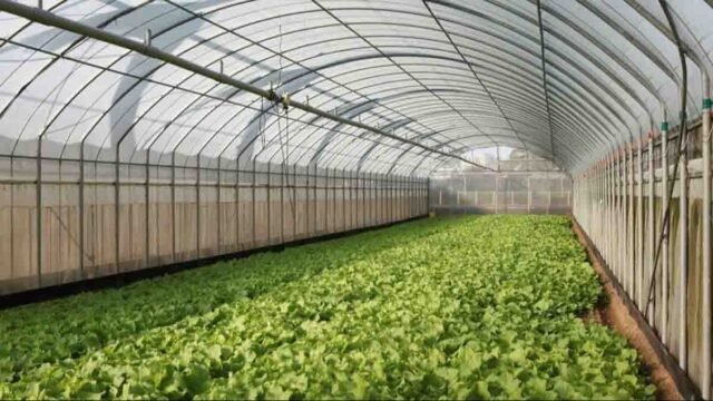 protected cultivation mp: मध्य प्रदेश में किसानों की मौसमी टेंशन होगी खत्म, सरकार दे रही है पचास फीसदी तक मोटी सब्सिडी