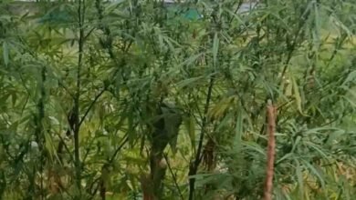 Chicholi Ganja Seizure: चिचोली पुलिस ने पकड़ी गांजे की खेती: धनियाजाम गांव में दबिश देकर हजारों के पौधे किए बरामद