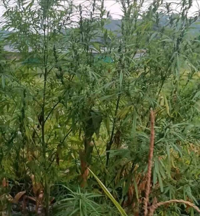 Chicholi Ganja Seizure: चिचोली पुलिस ने पकड़ी गांजे की खेती: धनियाजाम गांव में दबिश देकर हजारों के पौधे किए बरामद