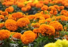 MP Flower Farming: नौकरी छोड़ बना सफल किसान: 3 बीघा में गुलाब और गेंदा उगाकर एमपी का युवा कर रहा बंपर कमाई