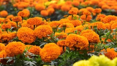MP Flower Farming: नौकरी छोड़ बना सफल किसान: 3 बीघा में गुलाब और गेंदा उगाकर एमपी का युवा कर रहा बंपर कमाई