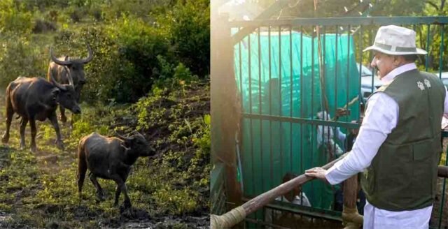 Kanha Tiger Reserve: कान्हा टाइगर रिजर्व में लौटा वन्यजीवों का वैभव: 100 साल बाद सूपखार परिक्षेत्र में छोड़े गए जंगली भैंसे
