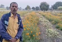 Betul Farmer Success: गेंदे के फूल और लौकी की खेती से किसान रामकिशोर ने कमाए 1.10 लाख रुपये, बनी बदलाव की कहानी