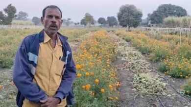 Betul Farmer Success: गेंदे के फूल और लौकी की खेती से किसान रामकिशोर ने कमाए 1.10 लाख रुपये, बनी बदलाव की कहानी