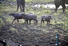 Kanha Tiger Reserve: कान्हा टाइगर रिजर्व में लौटा वन्यजीवों का वैभव: 100 साल बाद सूपखार परिक्षेत्र में छोड़े गए जंगली भैंसे