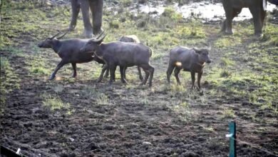 Kanha Tiger Reserve: कान्हा टाइगर रिजर्व में लौटा वन्यजीवों का वैभव: 100 साल बाद सूपखार परिक्षेत्र में छोड़े गए जंगली भैंसे