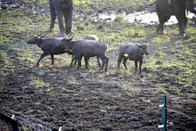 Kanha Tiger Reserve: कान्हा टाइगर रिजर्व में लौटा वन्यजीवों का वैभव: 100 साल बाद सूपखार परिक्षेत्र में छोड़े गए जंगली भैंसे