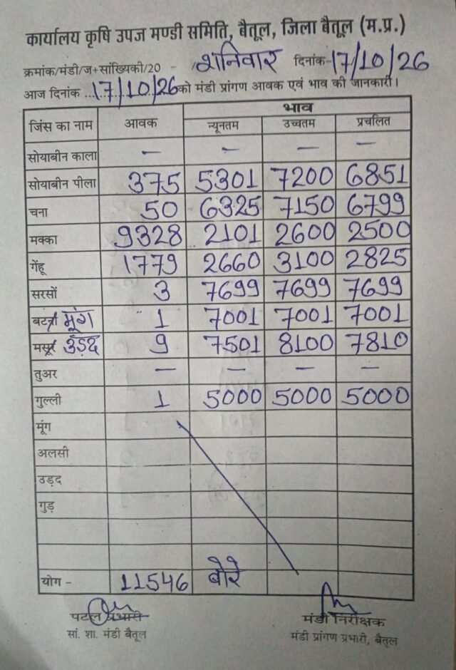 Betul Mandi Bhav: बैतूल मंडी भाव 17 अक्टूबर: मक्का के साथ गेहूं की बंपर आवक, जानिए किस भाव पर बिके अनाज
