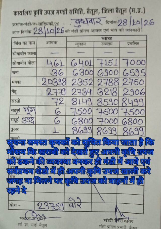 Betul Mandi Bhav: बैतूल मंडी भाव 28 अक्टूबर: मक्का और गेहूं की बंपर आवक, जानें सोयाबीन और चने के ताजा रेट
