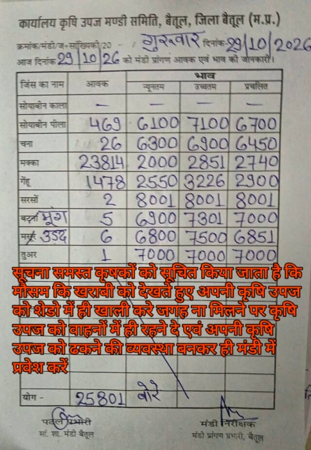 Betul Mandi Bhav: बैतूल कृषि उपज मंडी में आज 25801 बोरी कुल आवक: देखें मक्का, सरसों और उड़द के ताजा बाजार भाव