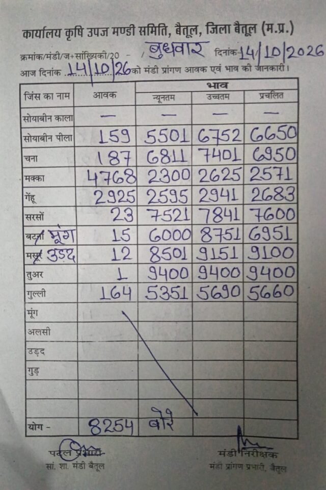 Betul Mandi Bhav: बैतूल कृषि उपज मंडी में 8 हजार से अधिक बोरों की बंपर आवक: जानिए आज के ताजा मंडी भाव
