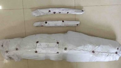 Betul Ganja Cultivation: बैतूल में मक्का की बाड़ी में हो रही थी गांजे की खेती, पुलिस ने दबिश देकर 29 हरे पौधे किए जब्त
