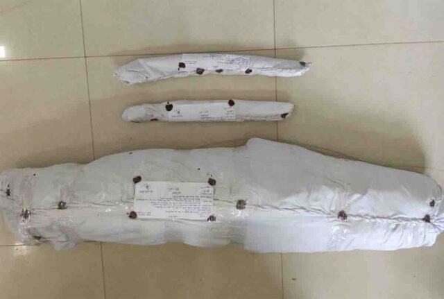 Betul Ganja Cultivation: बैतूल में मक्का की बाड़ी में हो रही थी गांजे की खेती, पुलिस ने दबिश देकर 29 हरे पौधे किए जब्त